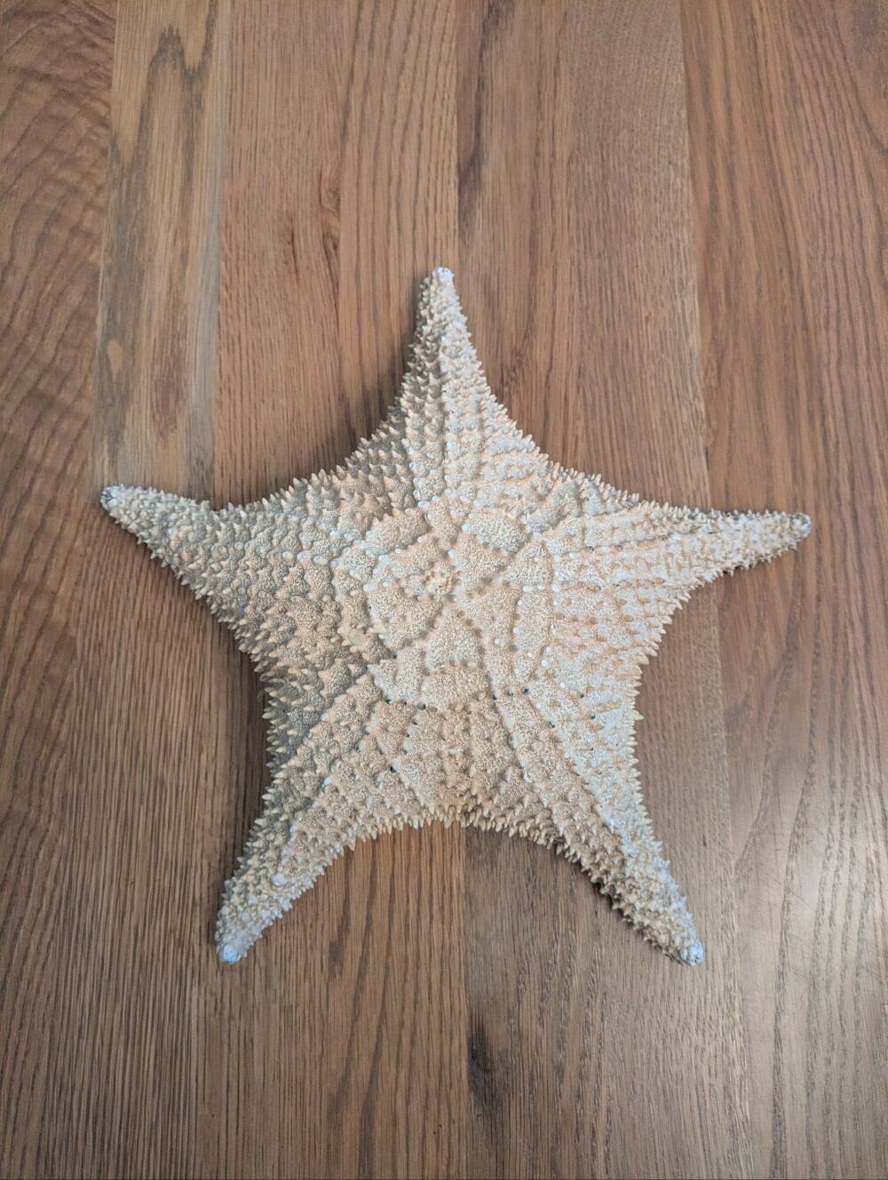 Giant Natural Dried Starfish 12" Decorative Accent - Home Accents